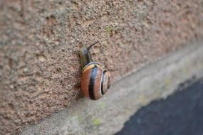 snail on a brick wall closeup