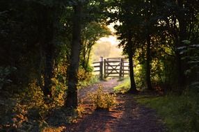 gate tree path in forest sunshine shadow