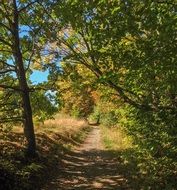 forest trail in autumn in Lower Saxony