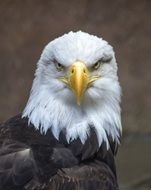 Bald eagle close-up