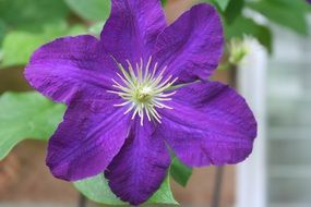 bright purple clematis closeup