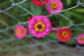 pink yellow zinnia flower in metal fence