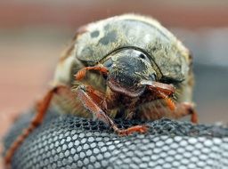 Macro photo of the colorful cockchafer