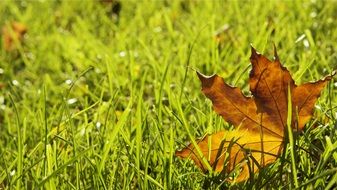 yellow maple leaf on lush grass