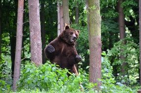 predatory brown bear in the forest