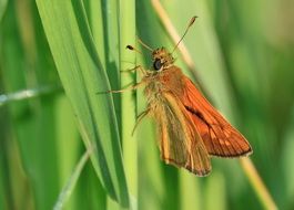 tiny orange butterfly on the blade of grass