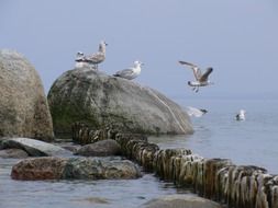 seagulls on the rocks by the sea