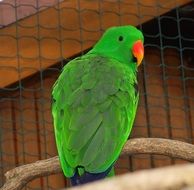 green parrot on a branch in a cage