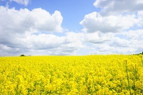 field of yellow rapeseeds sky clouds view