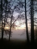 fog in the morning forest