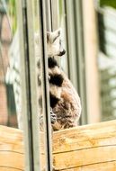 ring tailed lemur sitting by the window