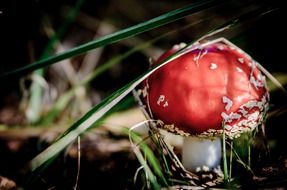 fly agaric red mushrooms