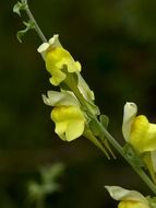 Yellow common snapdragon flowers on a blurred background
