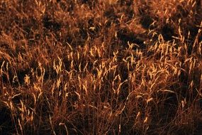 grass in the midday sun