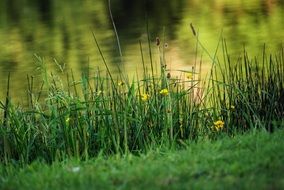 lake herbs