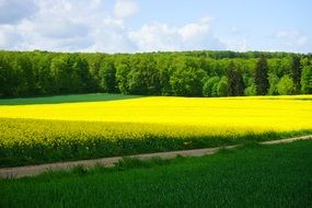 field of yellow rapeseeds green forest aback