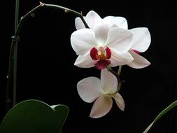 Beautiful white and red orchid flowers