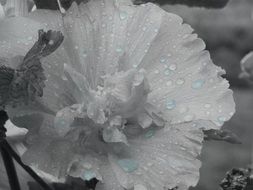 Grey photo of rose in a garden