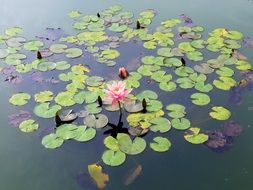 incomparable waterlily flower
