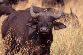 cape buffalo in savannah, africa