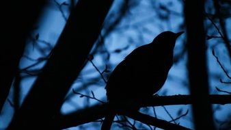 blackbird in the night forest