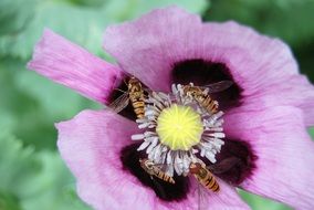 lilac flower with an insect inside