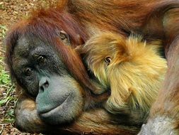 orangutan monkey resting with baby