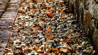 bright fallen leaves on grey pebble