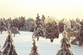 quebec winter frozen snow forest