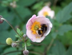 closeup picture of the bee is on a flower