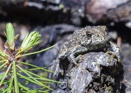 Toad on stone