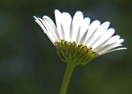 Closeup portrait of daisy flower