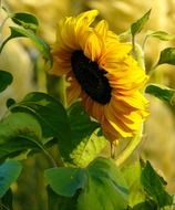 seeds sunflower among the leaves