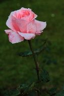 pink rose at green background