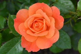 perfect rose flower