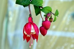 fuchsia flower in a garden