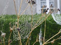 cobweb on dry stems