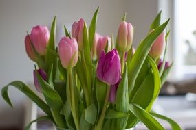 pink and purple tulips in a vase