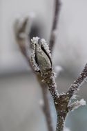 frozen bud of magnolia tree