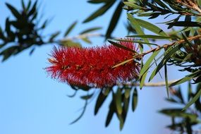 red calliandra haematocephala