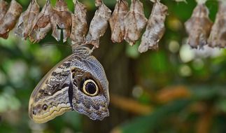 Butterfly on a cocoon