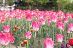 field of the pink tulips