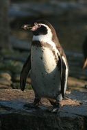 penguin on a stone in the zoo