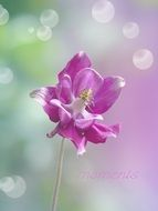 purple flower in glare of bright light