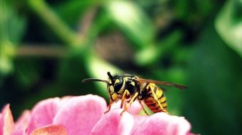 Wild wasp on a pink flower