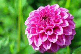 Pink dahlia flower on a background of green foliage