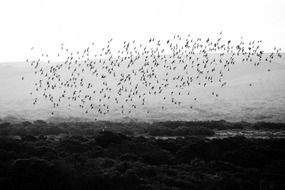 birds flock