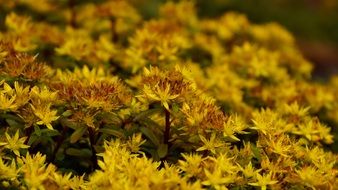 yellow stonecrop flowers