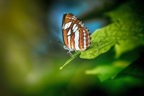 macro colorful butterfly on green leaf