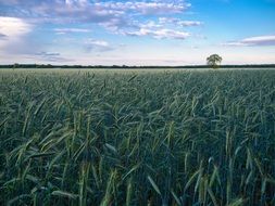 Beautiful landscape with the green green grain field in summer